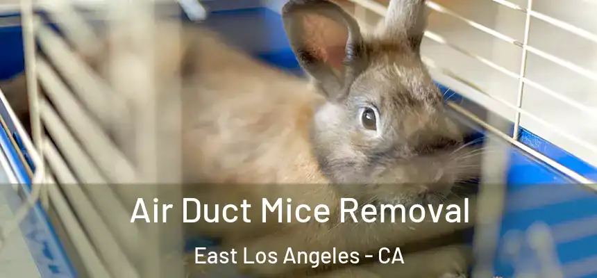 Air Duct Mice Removal East Los Angeles - CA