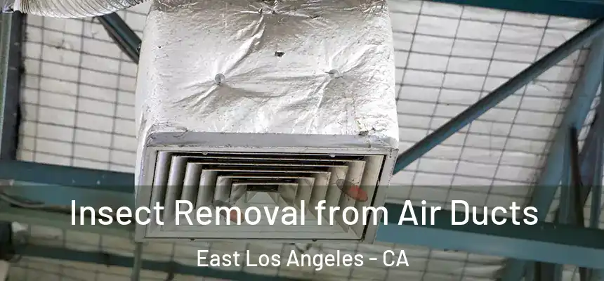 Insect Removal from Air Ducts East Los Angeles - CA